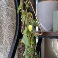 Mini Indoor Plant Crystal Suncatcher 6H7HLS227