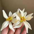 Floral Statement Stud Earrings - DippedShop Wholesale - #0179