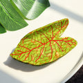 Creative Leaf Large Acetate Hair Claw 6W6HCP1638
