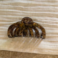 Retro Tortoise Shell Acetate Large Hair Claw 8AS6HCP302L