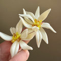Floral Statement Stud Earrings - DippedShop Wholesale - #7411